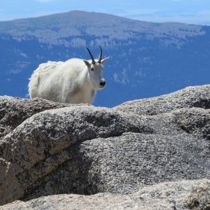 Mountain Goat Colorado