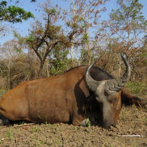 Western Buffalo Hunting Cameroon