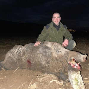 220 Kg Wild Boar From Turkey