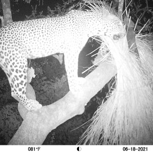 Leopard Trail Camera Zambia