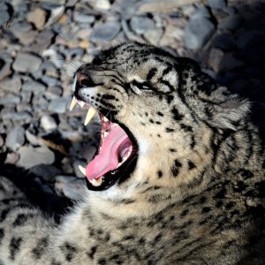 Snow Leopard Pakistan