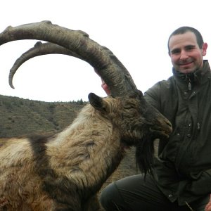 Beautiful Bezoar Ibex