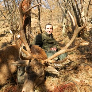 Alpine Red Stag