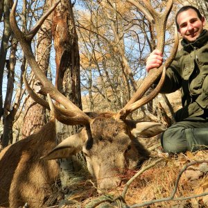 Hunting Red Stag On The Alps