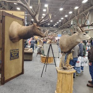 Elk Shoulder & Pedestal Mount Taxidermy