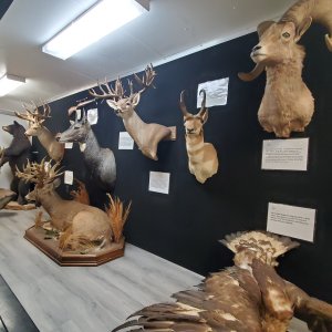 Multiple Taxidermy Mounts