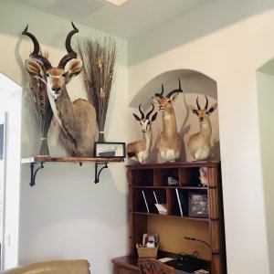 Kudu & Springbok Pedestal Mounts Taxidermy