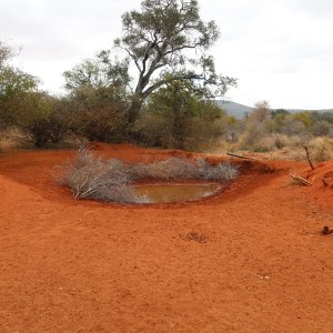 Waterhole Botswana