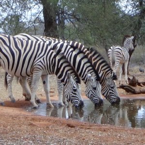 Zebra Botswana