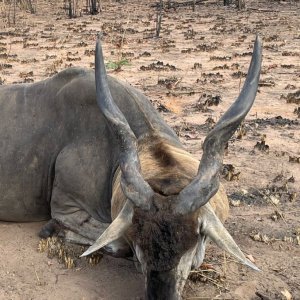 Eland Hunt Mozambique