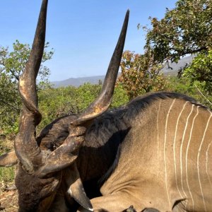 Lord Derby Eland Hunt Cameroon