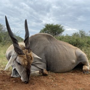 Eland Hunting Limpopo South Africa