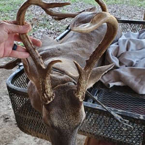 Unusual Whitetail Hunt