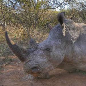 Rhino Vita Dart Hunt South Africa