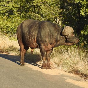 Buffalo South Africa