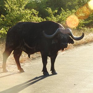 Buffalo South Africa