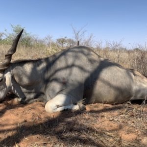 Eland Hunting Namibia