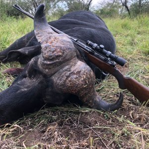 Buffalo Hunting South Africa