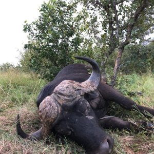 Buffalo Hunting South Africa