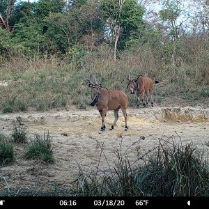 Lord Derby Eland Central African Republic