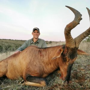 Red Hartebeest Hunting South Africa