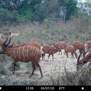 Bongo Trail Camera Central African Republic