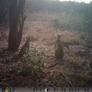 Leopard Trail Camera Tanzania