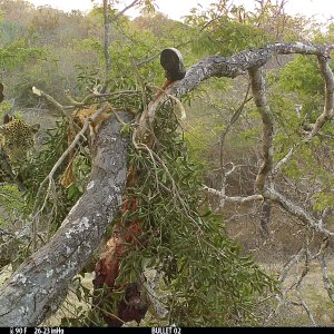 Leopard Trail Camera Tanzania