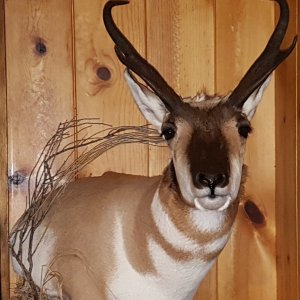 Pronghorn Shoulder Mount Taxidermy