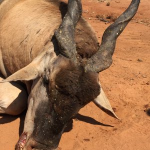 Eland Hunting Zimbabwe