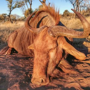 Golden Wildebeest Hunt South Africa