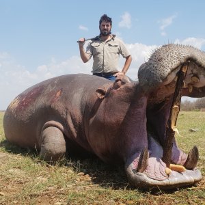 Hippo Hunt South Africa