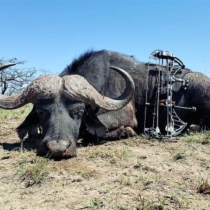 Buffalo Bow Hunting South Africa