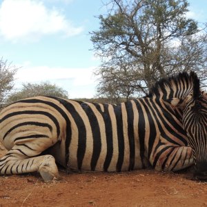 Zebra Hunting South Africa