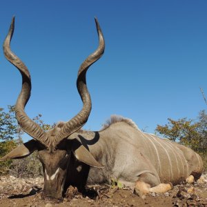 Kudu Hunting South Africa