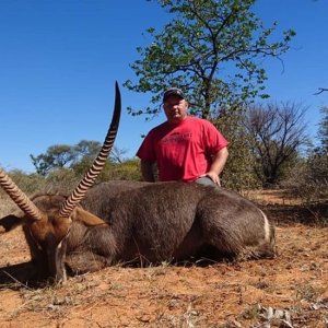 Waterbuck Hunting South Africa