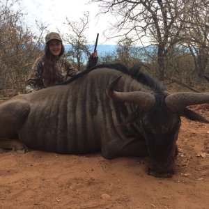 Blue Wildebeest Hunting South Africa