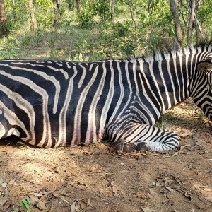 Zebra Hunting Zimbabwe