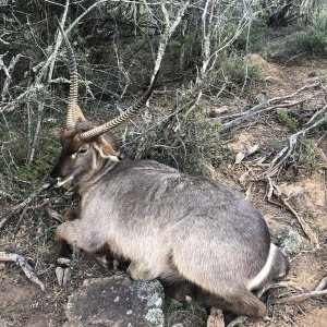 Waterbuck Hunting Eastern Cape South Africa