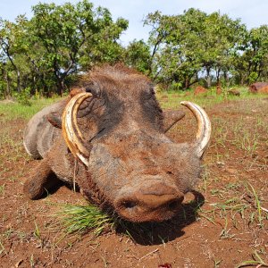 Warthog Hunting Central African Republic C.A.R