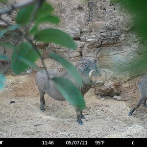 Warthog Trail Camera Central African Republic C.A.R