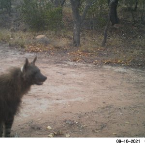 Brown Hyena Trail Camera South Africa