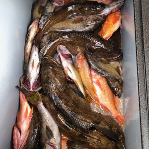 Lingcod Fishing San Francisco