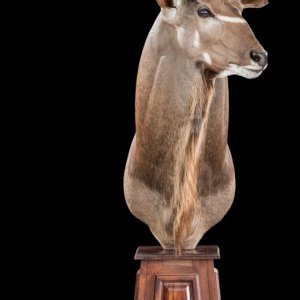 Kudu Pedestal Mount Taxidermy