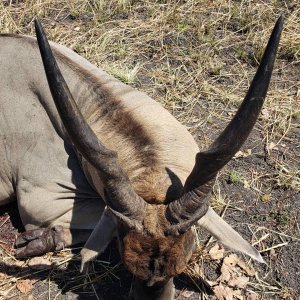 Eland Hunting Tanzania