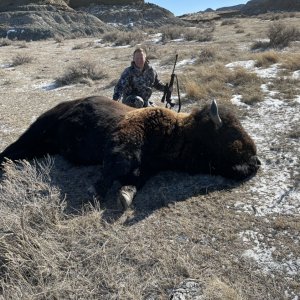 Bison Hunting