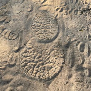 Elephant Bull Tracks Zimbabwe