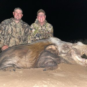 Bushpig Hunting Limpopo South Africa