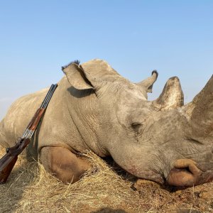 White Rhino Hunting Limpopo South Africa