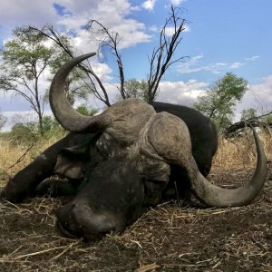 Buffalo Hunting Limpopo South Africa